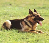 Adestramento de cães em Recife