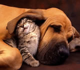 Hotéis para Cães e Gatos em Recife