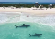 incidentes com tubarões no Grande Recife